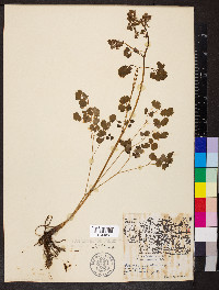 Thalictrum dioicum image