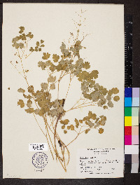 Thalictrum dioicum image