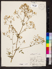 Thalictrum pubescens image