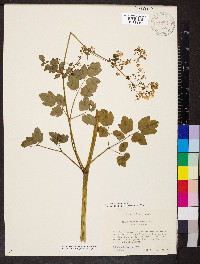 Thalictrum pubescens image