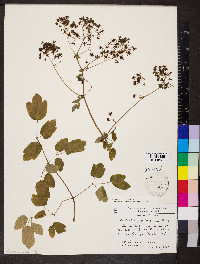 Thalictrum pubescens image