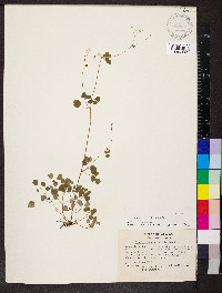 Thalictrum clavatum image