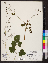 Thalictrum coriaceum image