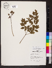 Thalictrum dasycarpum image