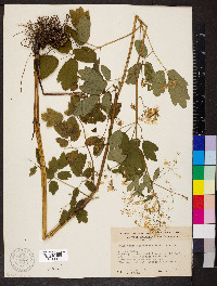 Thalictrum dasycarpum image