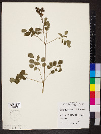 Thalictrum dasycarpum image