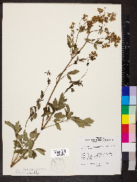 Thalictrum dasycarpum image