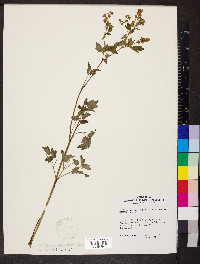 Thalictrum dasycarpum image