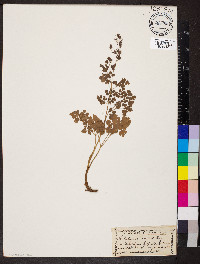 Thalictrum fendleri image