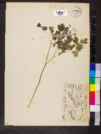 Thalictrum occidentale image