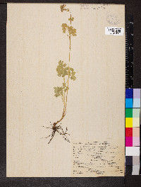 Thalictrum occidentale image