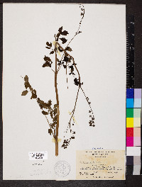 Thalictrum amphibolum image