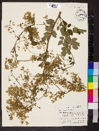 Thalictrum amphibolum image