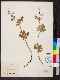 Thalictrum sparsiflorum image