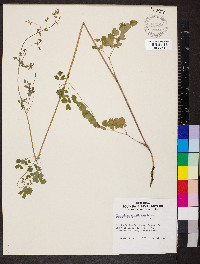 Thalictrum sparsiflorum image