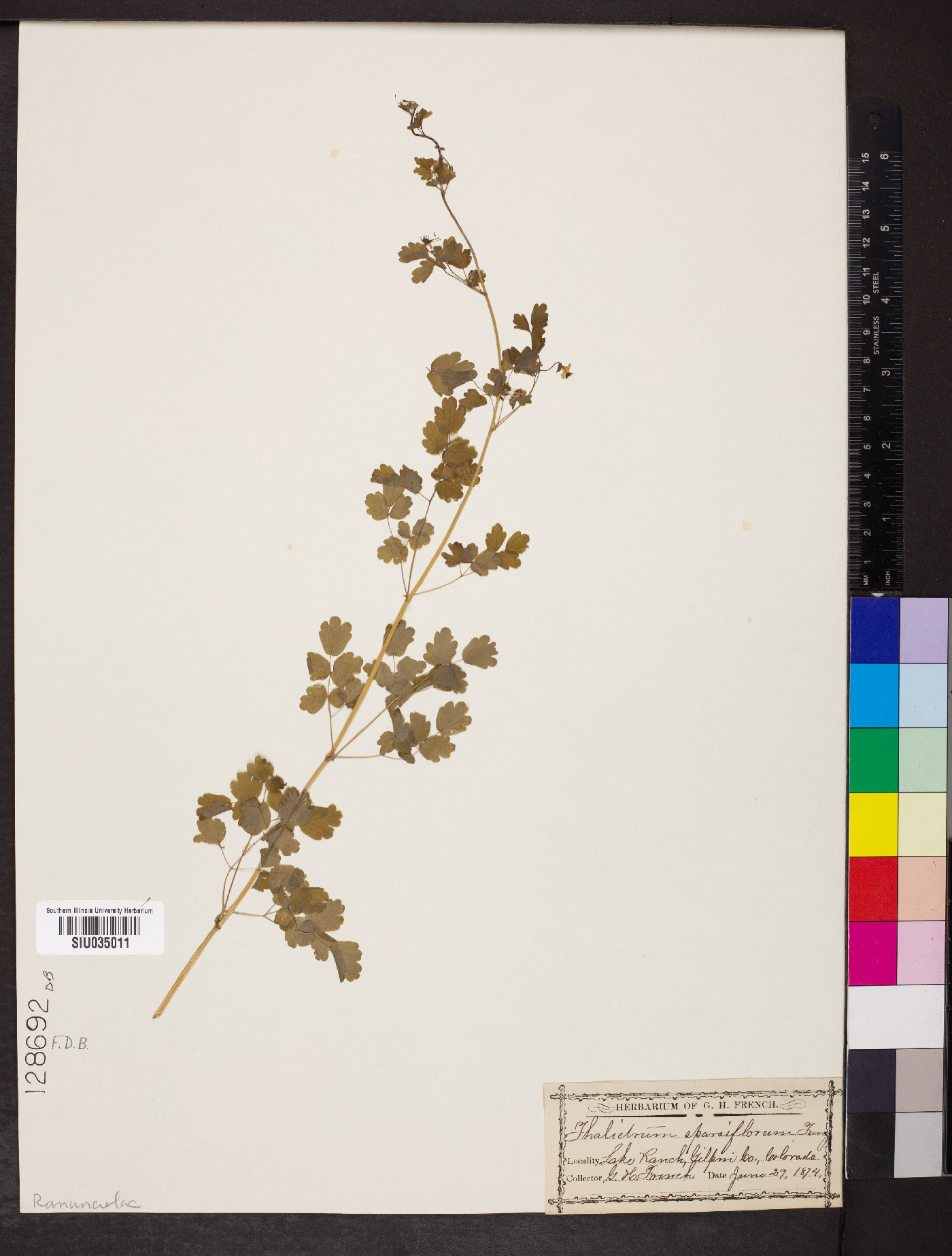 Thalictrum sparsiflorum image
