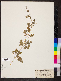 Thalictrum sparsiflorum image