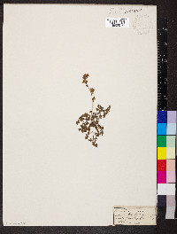 Thalictrum minus image