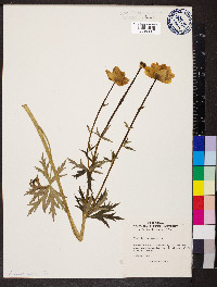 Trollius europaeus image