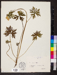 Trollius europaeus image