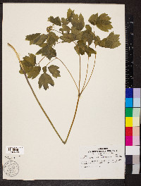 Caulophyllum thalictroides image