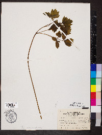 Caulophyllum thalictroides image