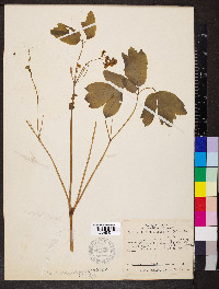 Caulophyllum thalictroides image