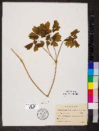 Caulophyllum thalictroides image