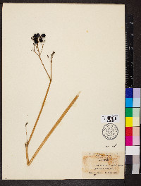 Caulophyllum thalictroides image