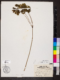 Caulophyllum thalictroides image