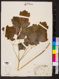 Caulophyllum thalictroides image