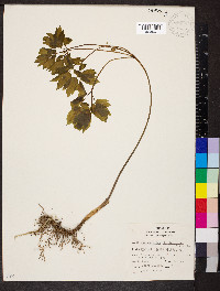 Caulophyllum thalictroides image