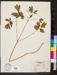 Caulophyllum thalictroides image