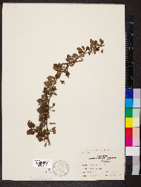 Berberis thunbergii image