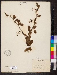 Berberis vulgaris image