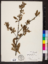 Berberis canadensis image