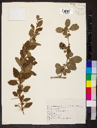 Berberis vulgaris image