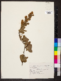 Berberis vulgaris image