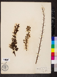 Berberis thunbergii image