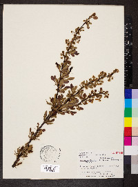 Berberis thunbergii image