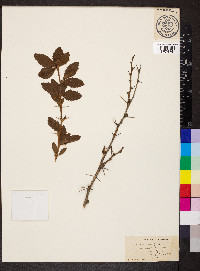 Berberis vulgaris image