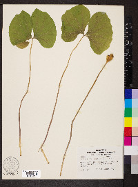 Jeffersonia diphylla image