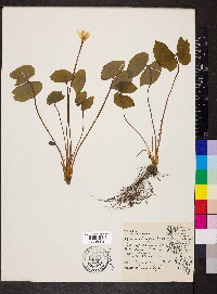 Jeffersonia diphylla image