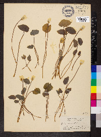 Jeffersonia diphylla image