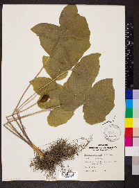 Jeffersonia diphylla image