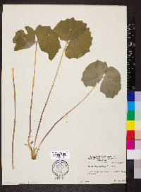 Jeffersonia diphylla image