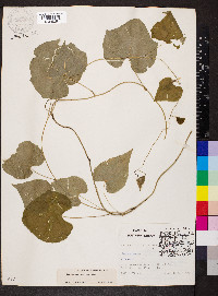 Calycocarpum lyonii image