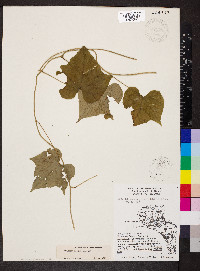 Calycocarpum lyonii image