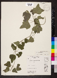 Nephroia carolina image