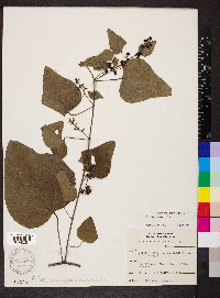Nephroia carolina image